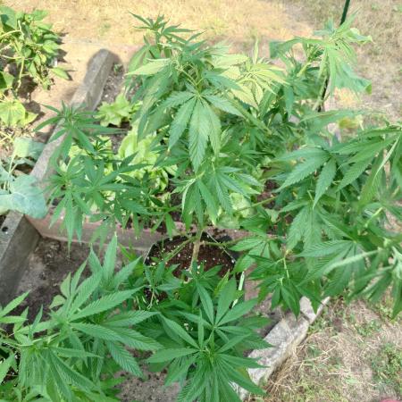 Granny´s Outdoor #2 - Somango