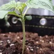 🍇Berry Bomb - F1🍓 Tester diary🍇