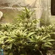 Guava Sundae - Indoor Grow