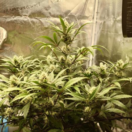 Guava Sundae - Indoor Grow