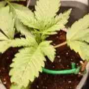 Watermelon - Out and In
