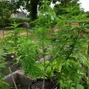 Granny´s Outdoor #2 - Somango