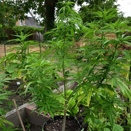 Granny´s Outdoor #2 - Somango