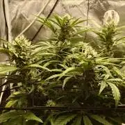 Guava Runtz - Indoor