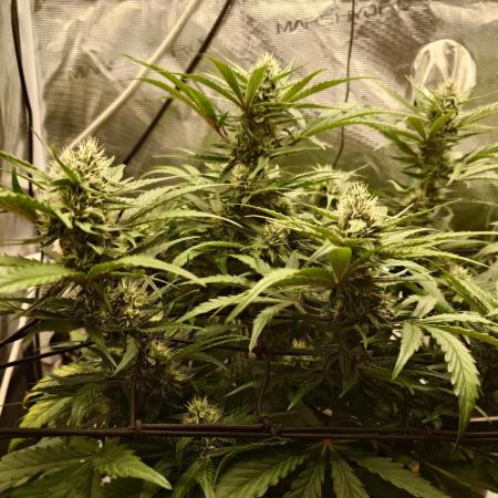 Guava Runtz - Indoor
