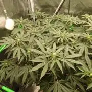 Watermelon - Out and In