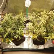 Guava Runtz - Indoor