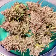 AA+BB+CC RF3 - AI-Grow
