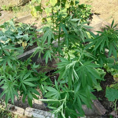 Granny´s Outdoor #2 - Somango