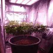 Mandarin Cookies LST