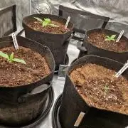 Second time. Fastbuds420