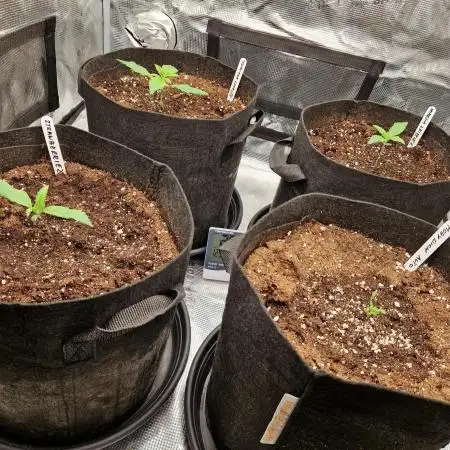 Second time. Fastbuds420