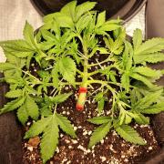 Lemon Cherry Cookies Auto - Fast_Buds