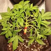 Lemon Cherry Cookies Auto - Fast_Buds
