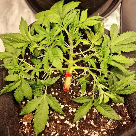 Lemon Cherry Cookies Auto - Fast_Buds