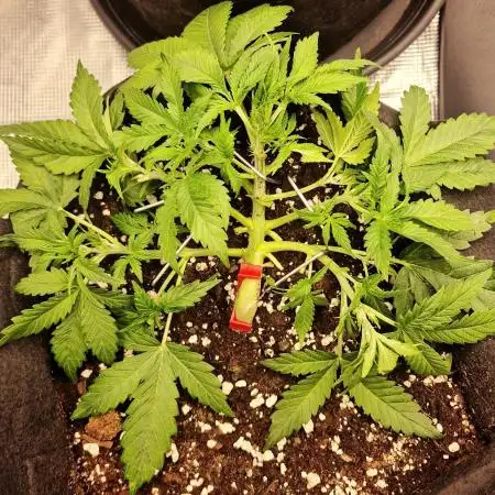 Lemon Cherry Cookies Auto - Fast_Buds