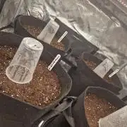 Second time. Fastbuds420