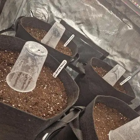 Second time. Fastbuds420