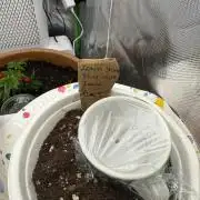 Femin. Lemon Silver Haze