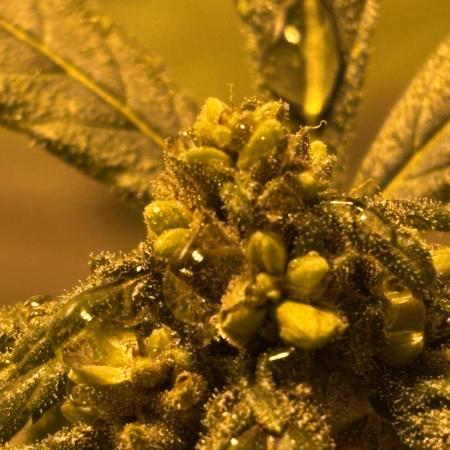 Fem Seed Project 🤙