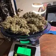 DWC 5 strains 👍🏻