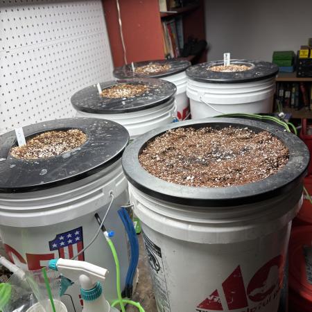 A Mostly Fastbuds Grow