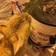 DWC 5 strains 👍🏻