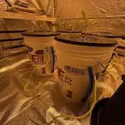 A Mostly Fastbuds Grow