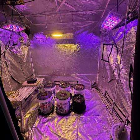 A Mostly Fastbuds Grow