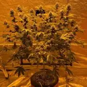 Purple Lemonade FF