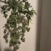 DWC 5 strains 👍🏻
