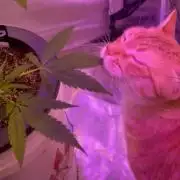 DWC 5 strains 👍🏻