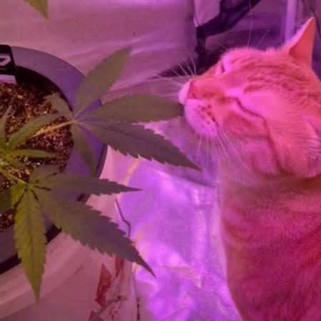 DWC 5 strains 👍🏻