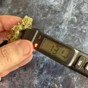 DWC 5 strains 👍🏻