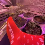 DWC 5 strains 👍🏻