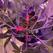 DWC 5 strains 👍🏻