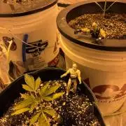 A Mostly Fastbuds Grow