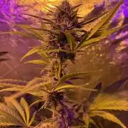 DWC 5 strains 👍🏻