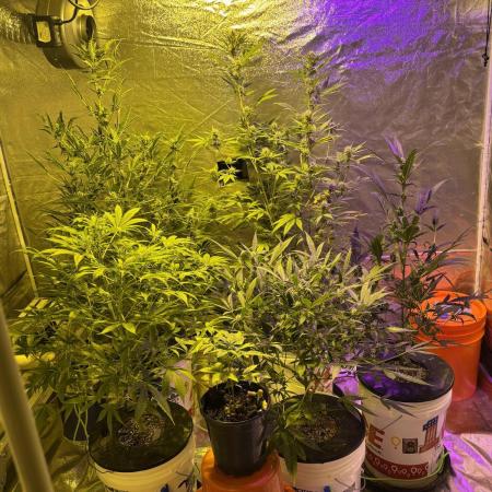 DWC 5 strains 👍🏻