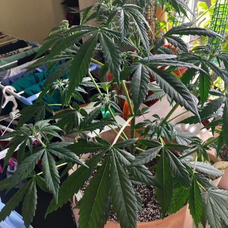 Gorilla Glue Variegata