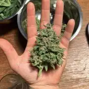 Red Poison Auto