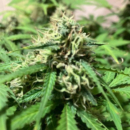 Gorilla Glue