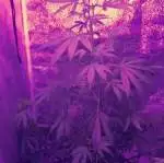 First Time with autos 