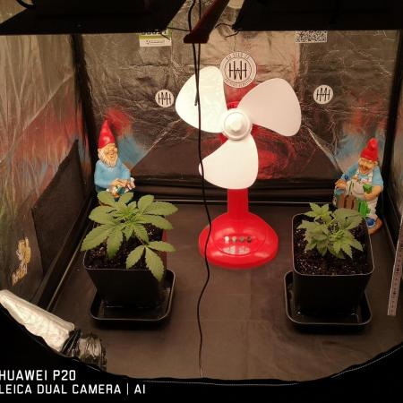 MeinGarten WildThai und WhiteTruffel