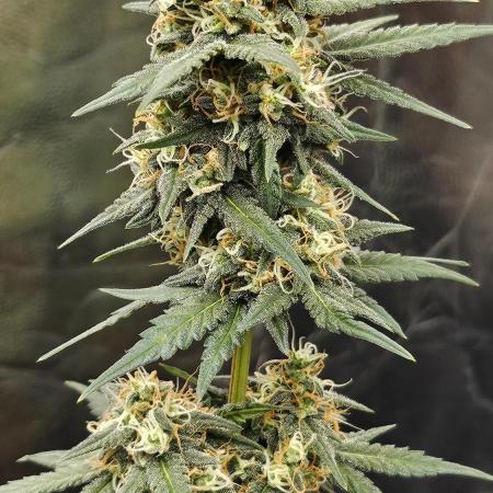 Platinum Mimosa Cookie