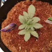 ETERNITY Grow Cup 2026 Bye Zamnesia 💚