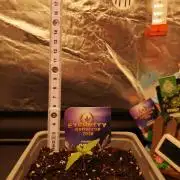 ETERNITY Grow Cup 2026 Bye Zamnesia 💚