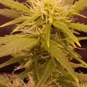 ETERNITY Grow Cup 2026 Bye Zamnesia 💚