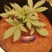 ETERNITY Grow Cup 2026 Bye Zamnesia 💚