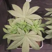 MeinGarten WildThai und WhiteTruffel